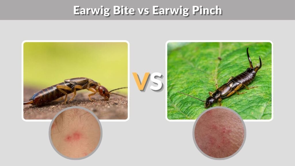 Earwig Bite vs Earwig Pinch