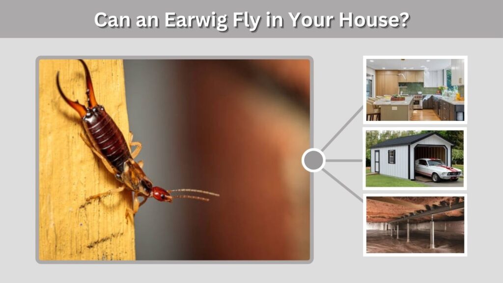 Can an Earwig Fly in Your House?