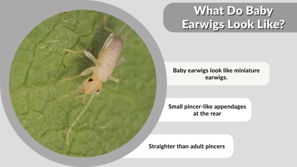 What Do Baby Earwigs Look Like?