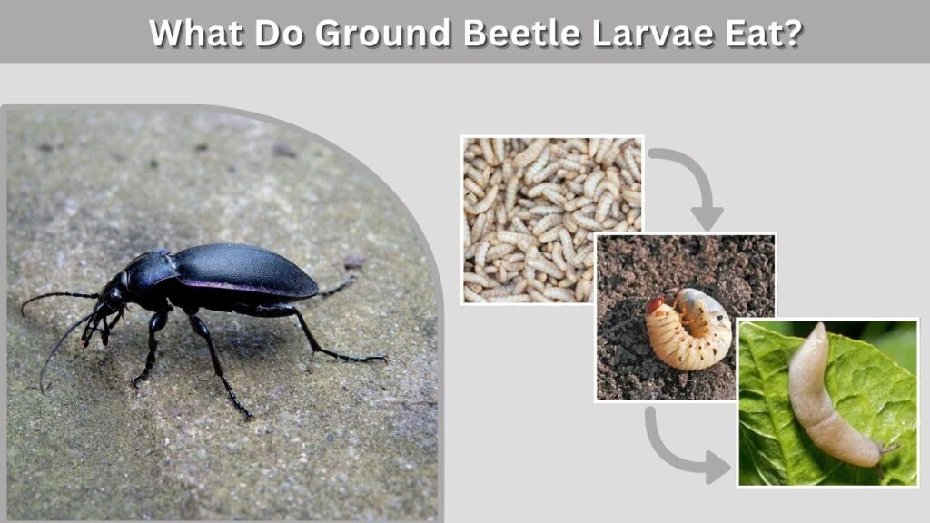 What Do Ground Beetle Larvae Eat?
