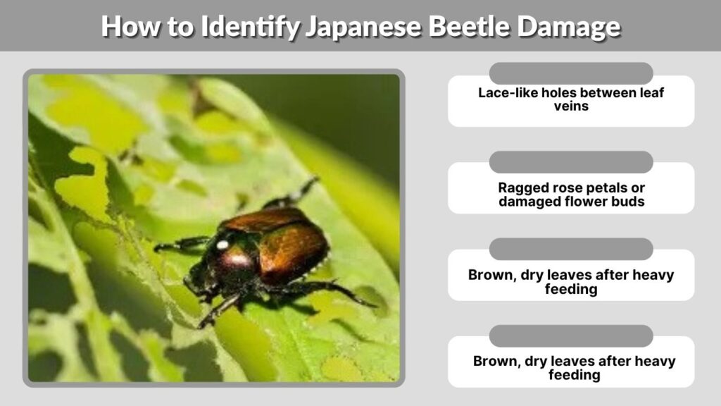 How to Identify Japanese Beetle Damage