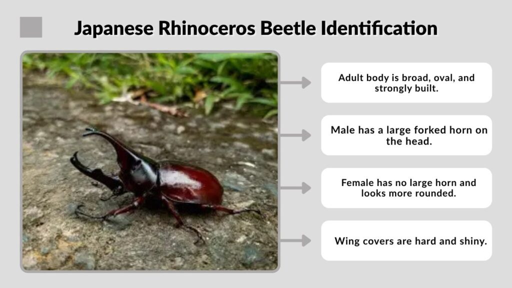 Japanese Rhinoceros Beetle Identification