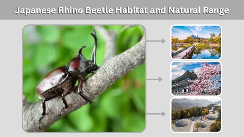 Japanese Rhino Beetle Habitat and Natural Range