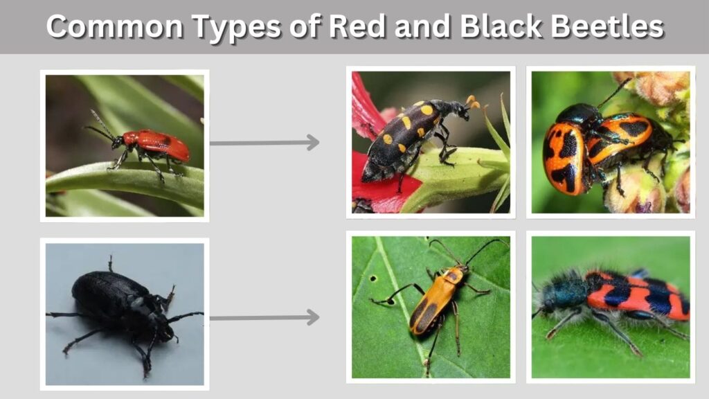 Common Types of Red and Black Beetles