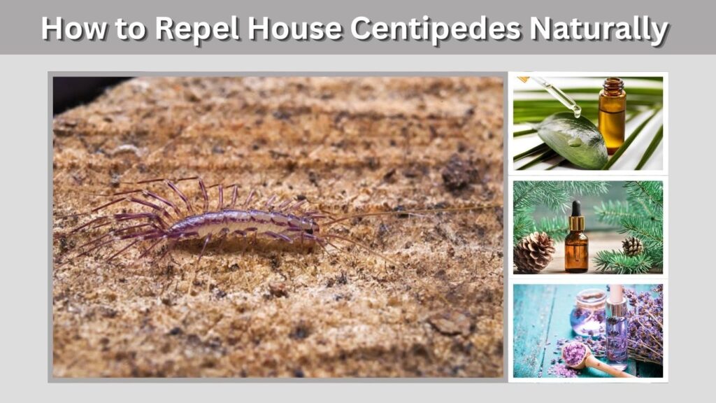 How to Repel House Centipedes Naturally