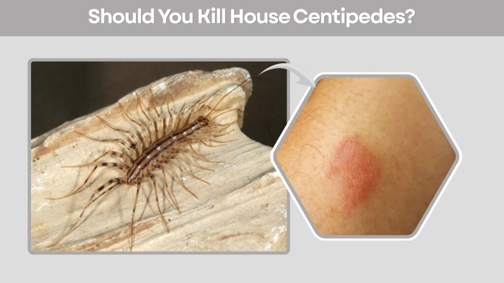 Should You Kill House Centipedes?