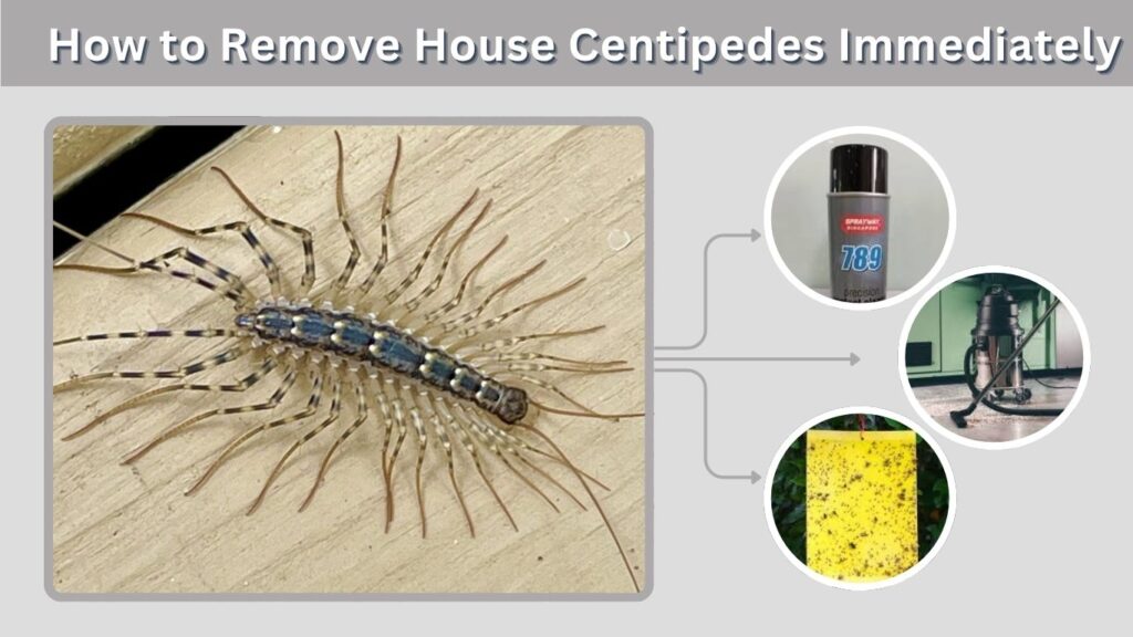 How to Remove House Centipedes Immediately
