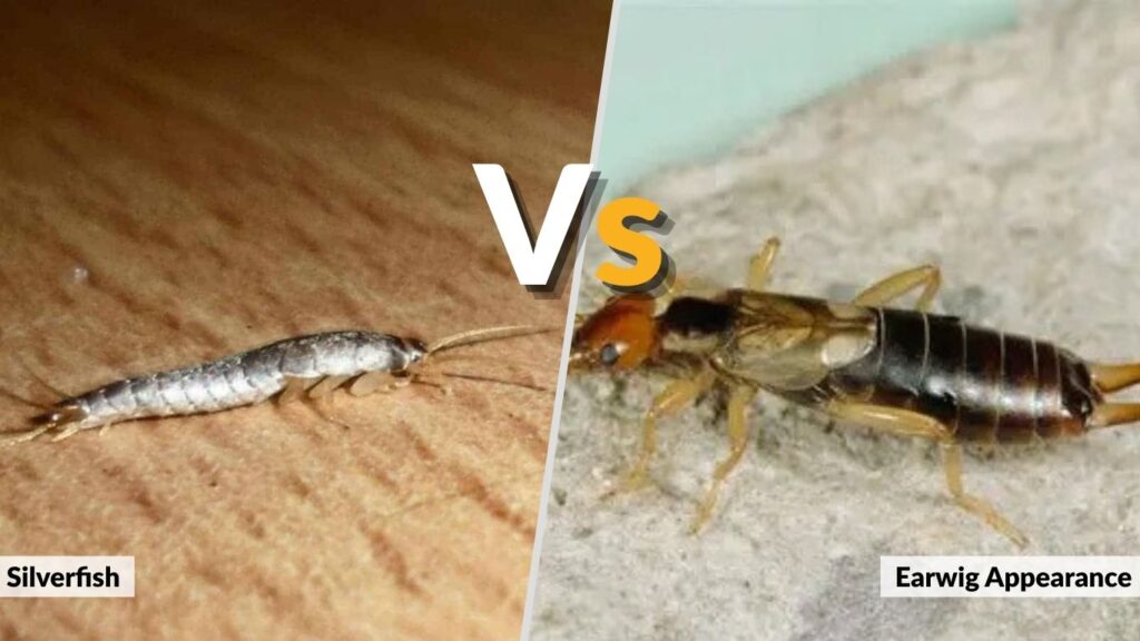 Silverfish vs Earwig Appearance