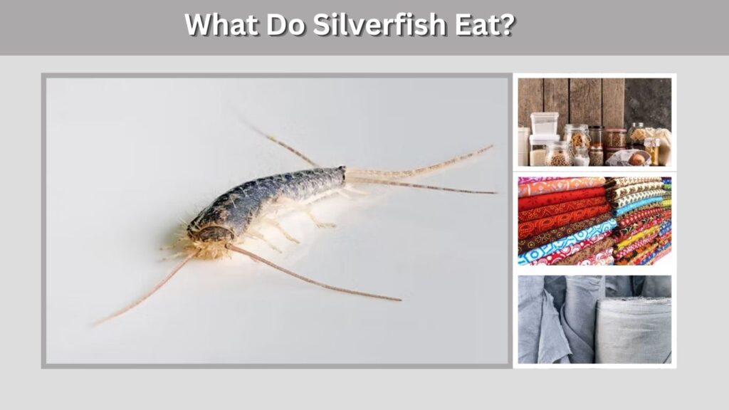 What Do Silverfish Eat?