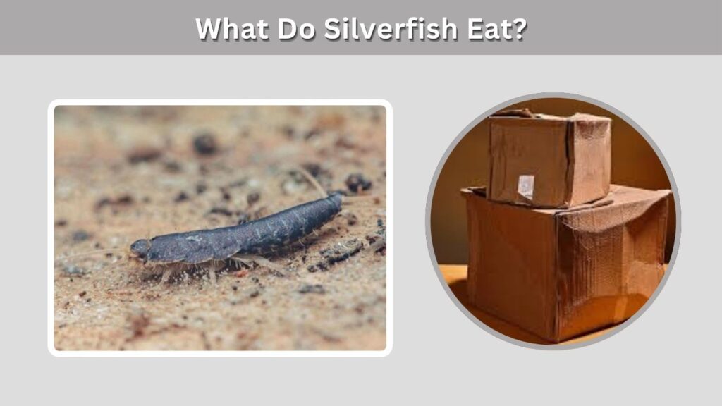 What Do Silverfish Eat?