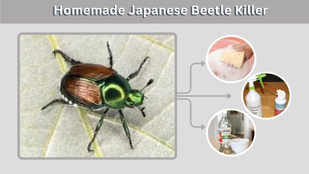 Homemade Japanese Beetle Killer