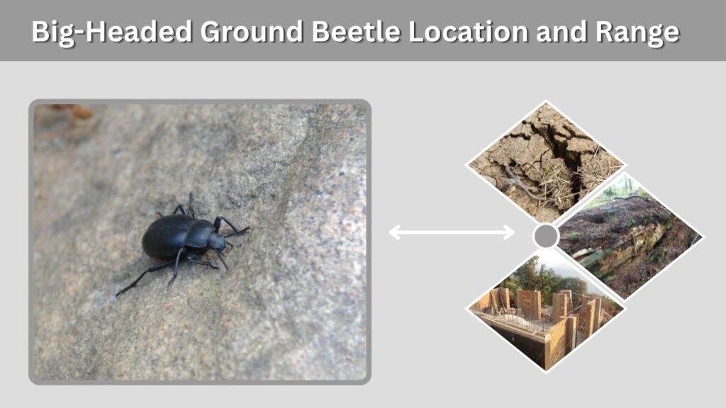 Big-Headed Ground Beetle Location and Range