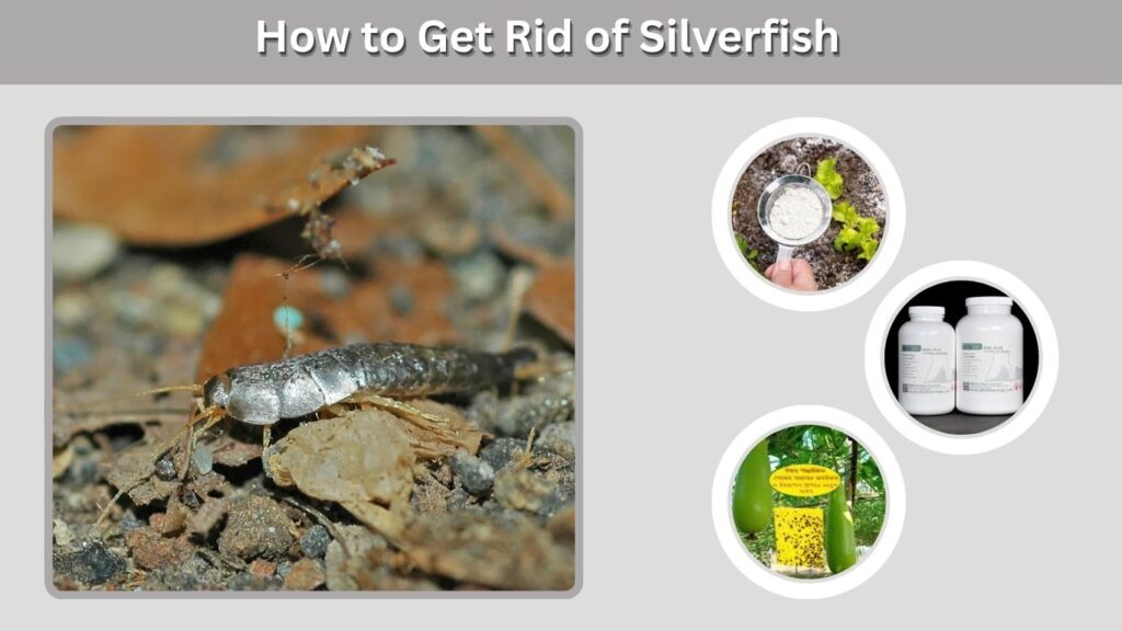 How to Get Rid of Silverfish