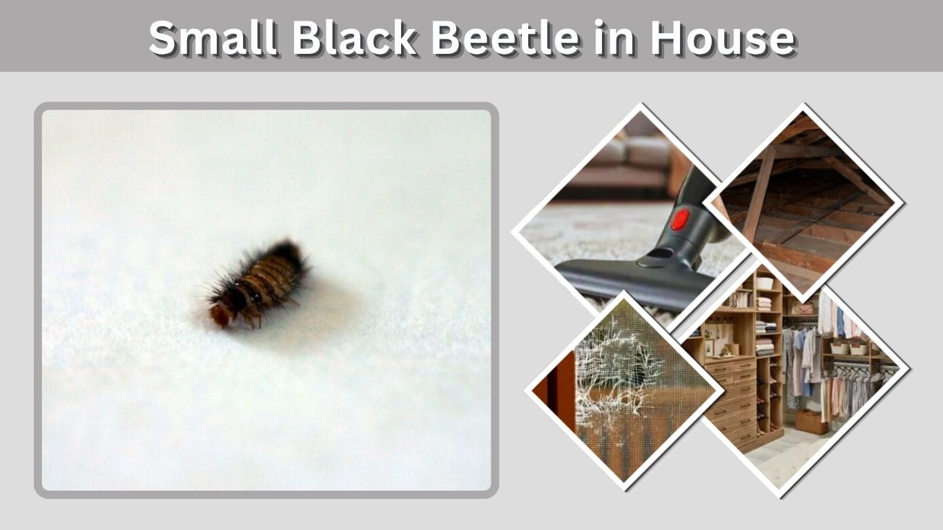 Small Black Beetle in House: Identification and Removal Guide
