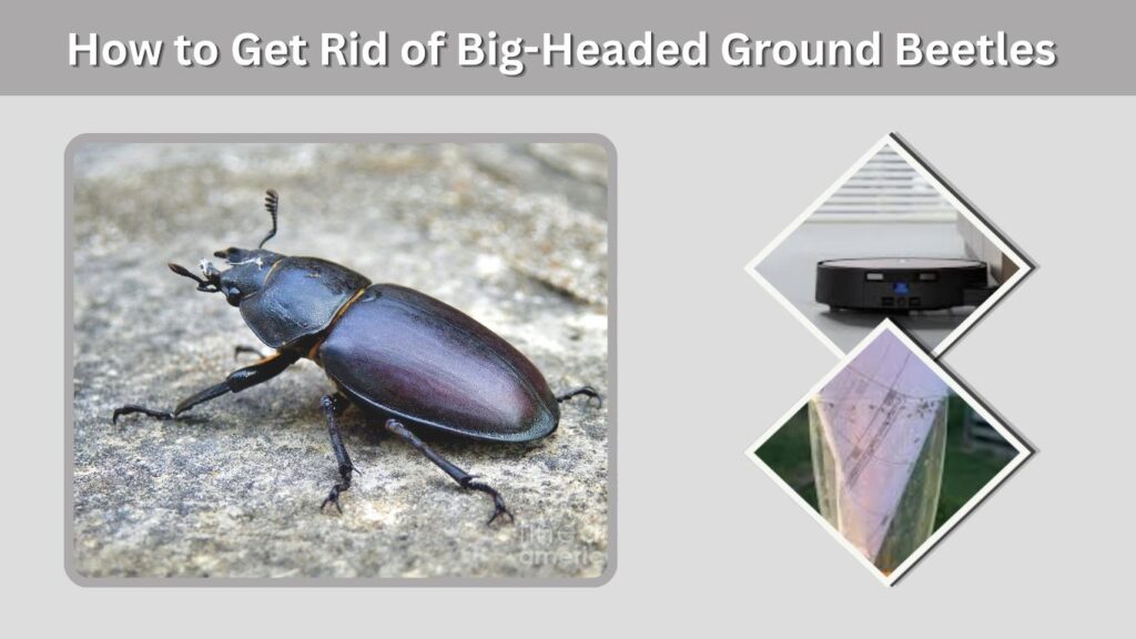 How to Get Rid of Big-Headed Ground Beetles