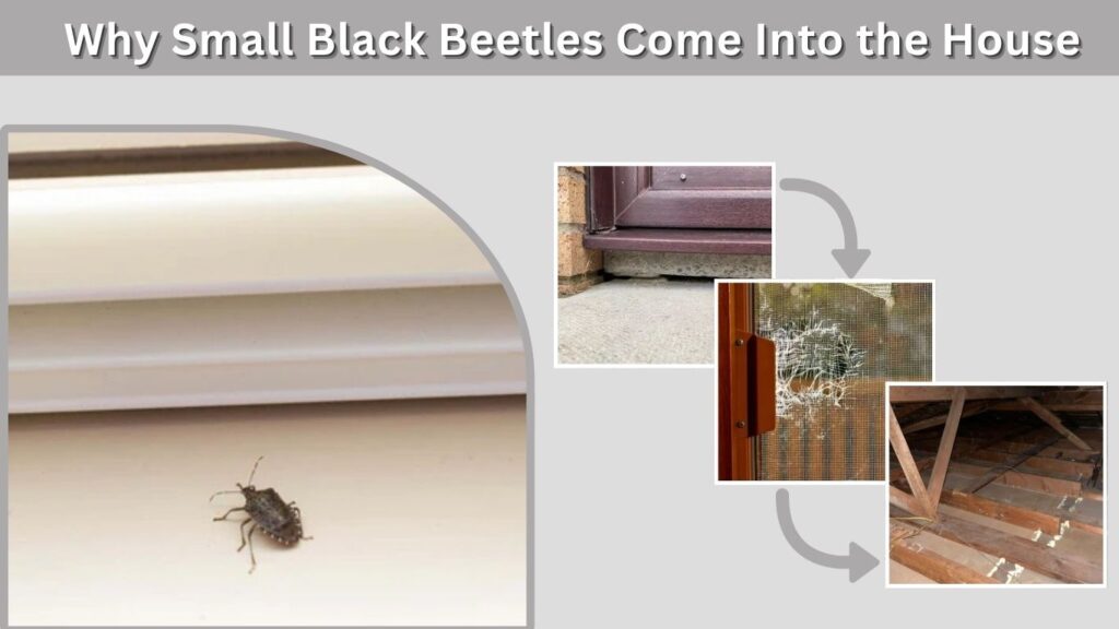 Why Small Black Beetles Come Into the House