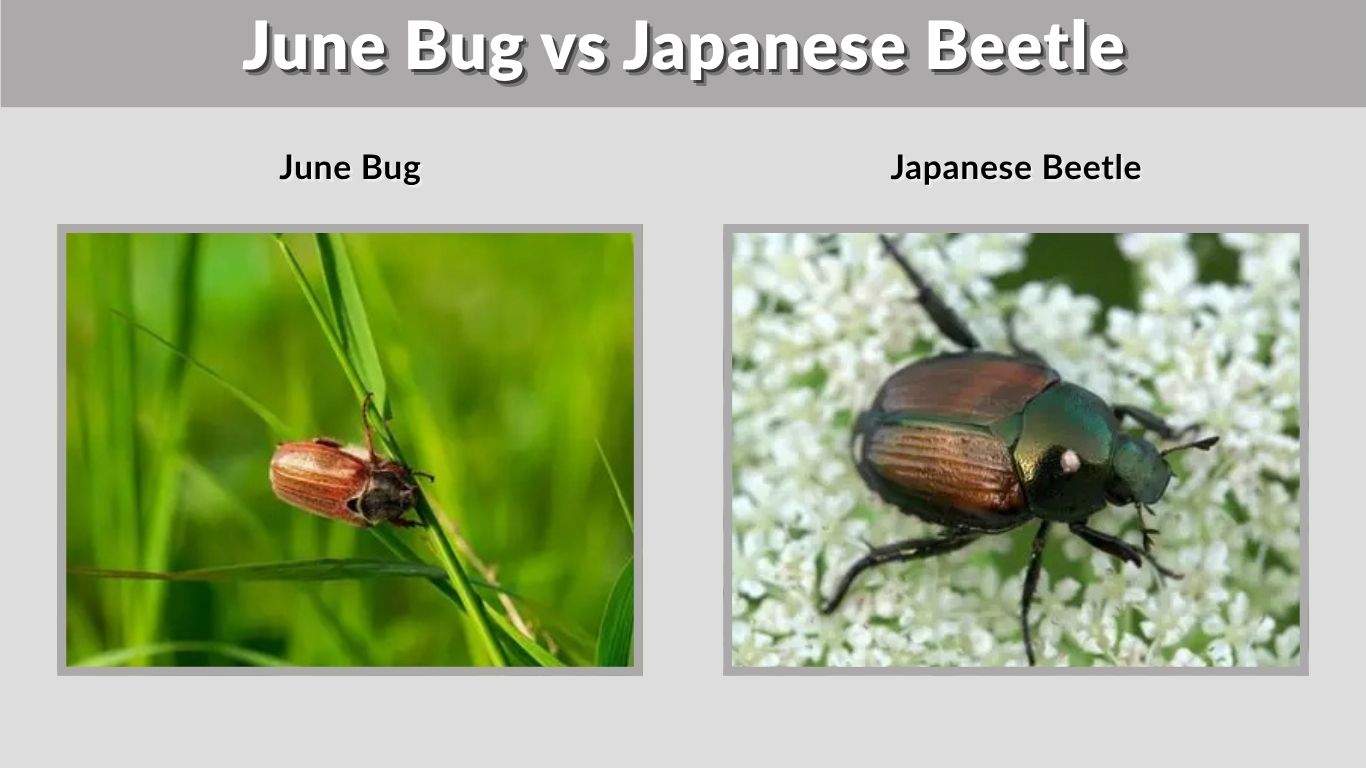 June Bug vs Japanese Beetle: How to Tell Them Apart