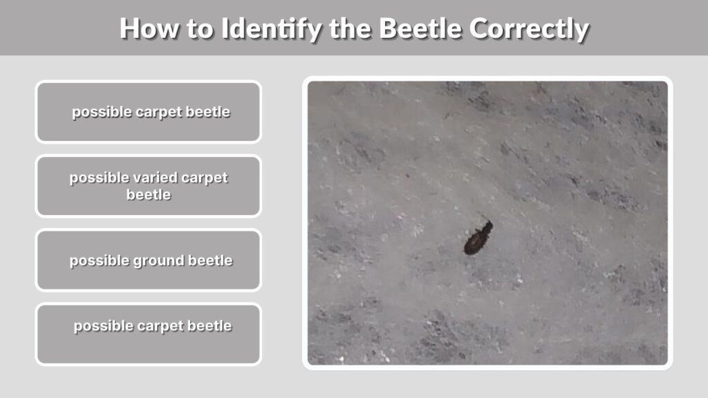 How to Identify the Beetle Correctly