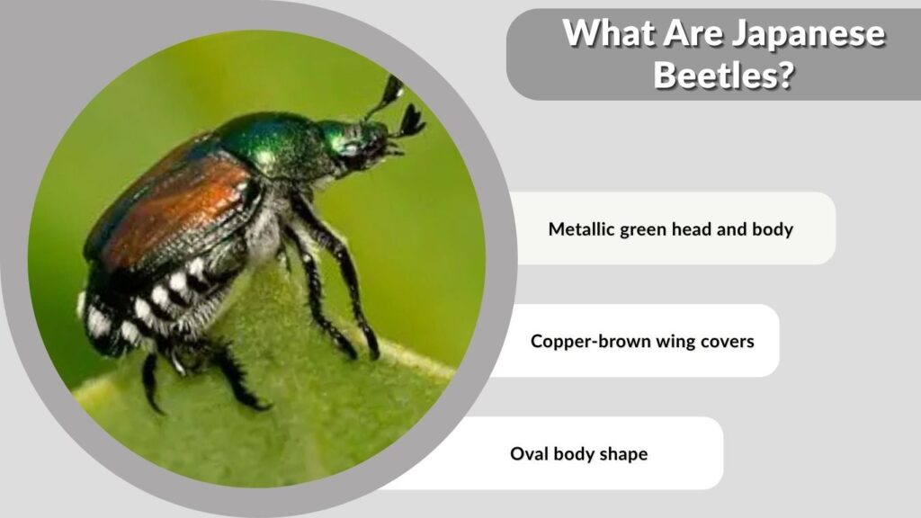 What Are Japanese Beetles?
