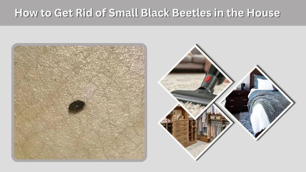How to Get Rid of Small Black Beetles in the House