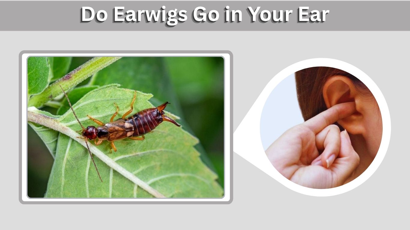 Do Earwigs Go in Your Ear? Myths and Facts