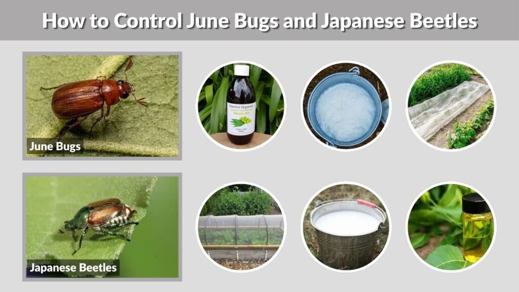 How to Control June Bugs and Japanese Beetles