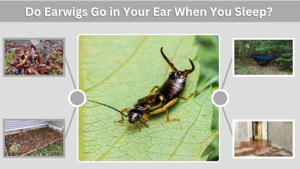 Do Earwigs Go in Your Ear When You Sleep?