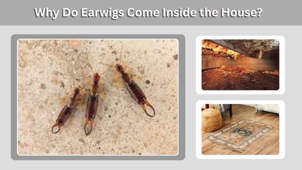Why Do Earwigs Come Inside the House?