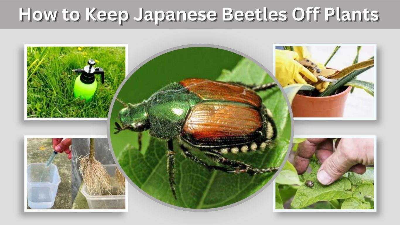 How to Keep Japanese Beetles Off Plants Naturally
