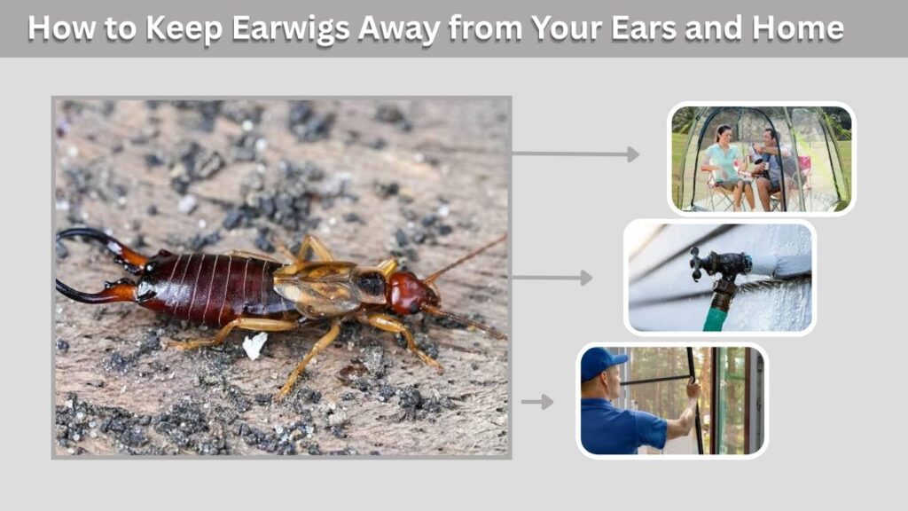 How to Keep Earwigs Away from Your Ears and Home
