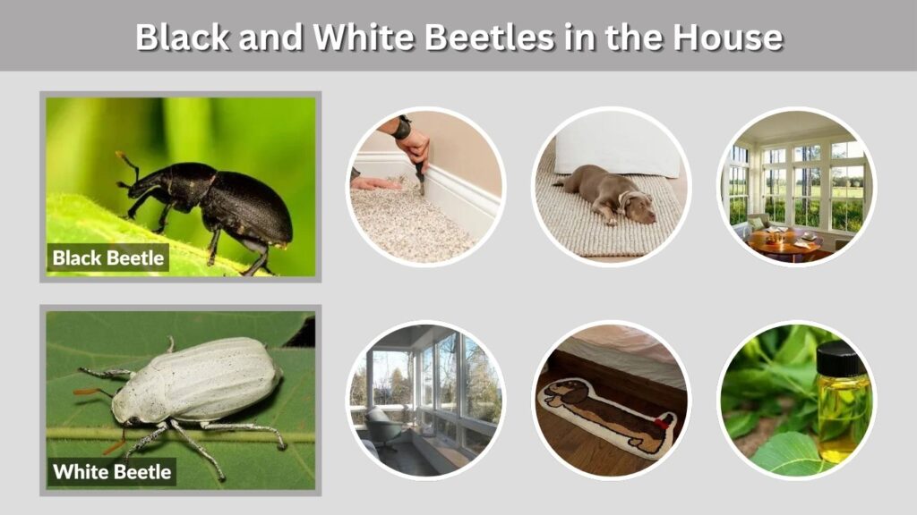 Black and White Beetles in the House