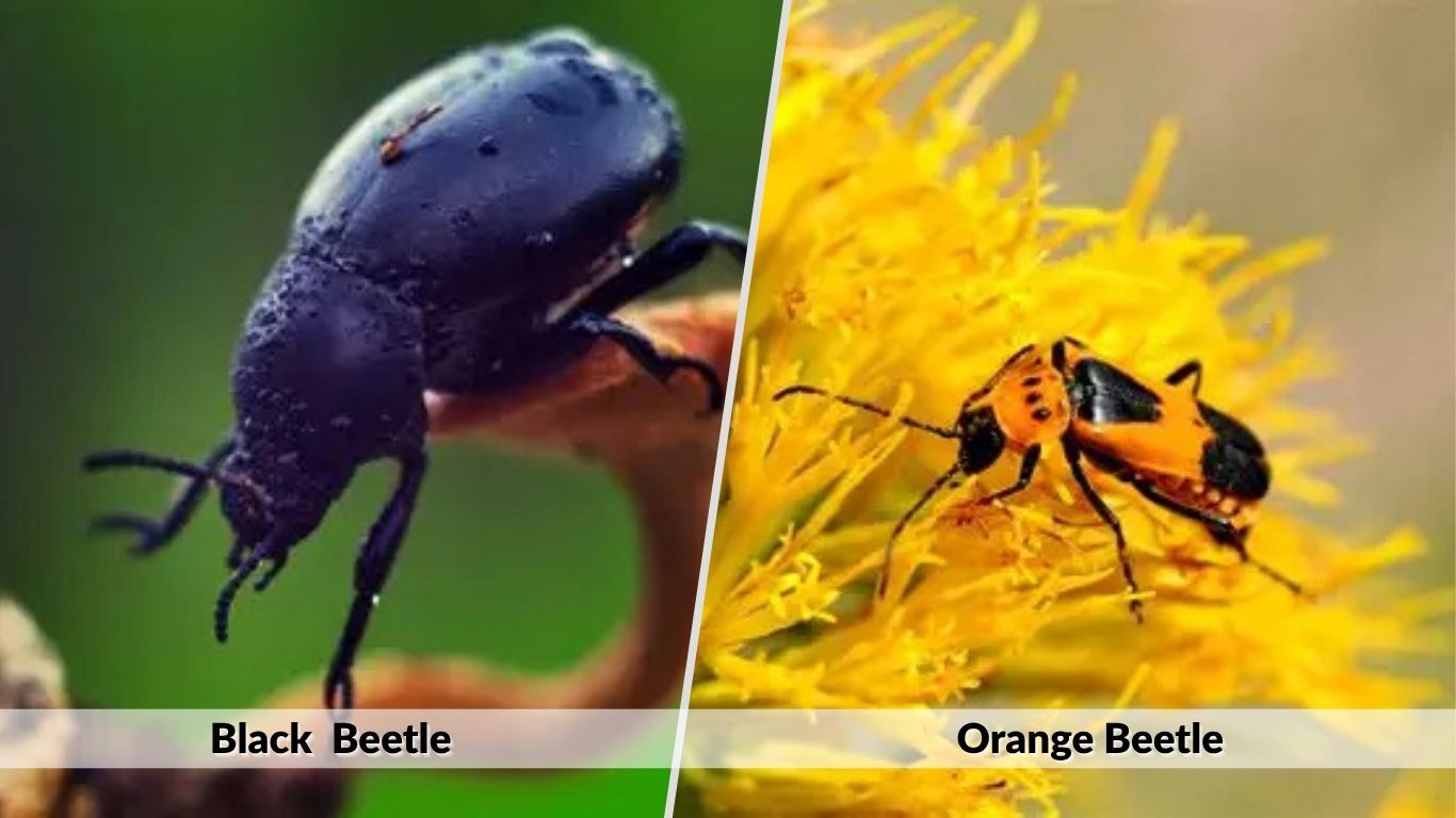 Black and Orange Beetle: Identification and Facts
