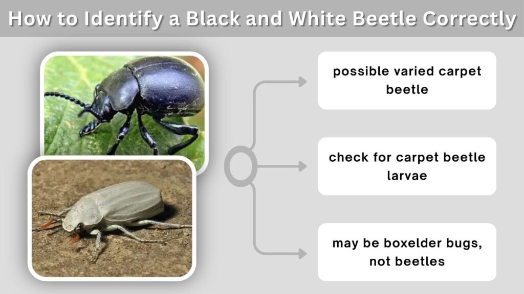 How to Identify a Black and White Beetle Correctly