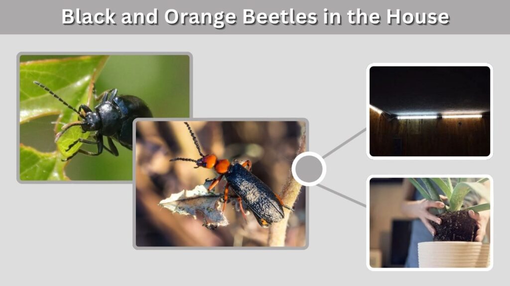 Black and Orange Beetles in the House