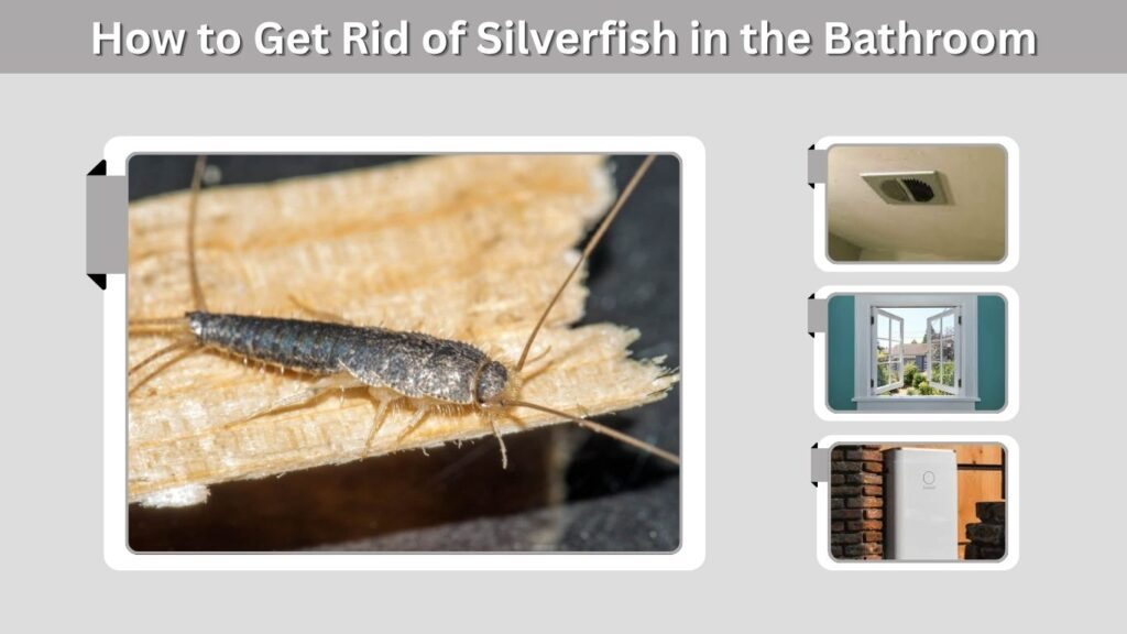 How to Get Rid of Silverfish in the Bathroom