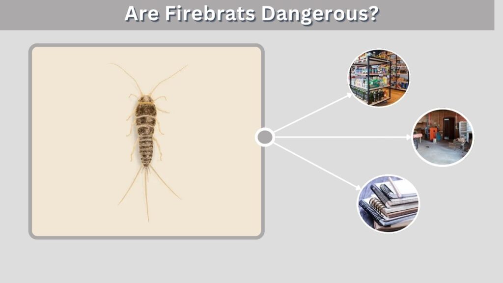 Are Firebrats Dangerous?
