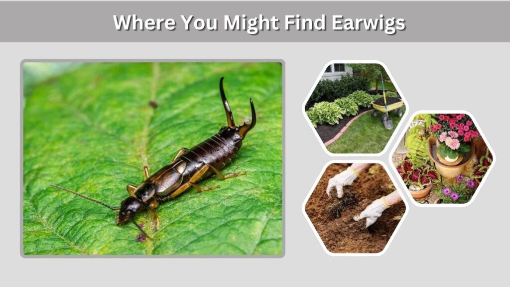 Where You Might Find Earwigs