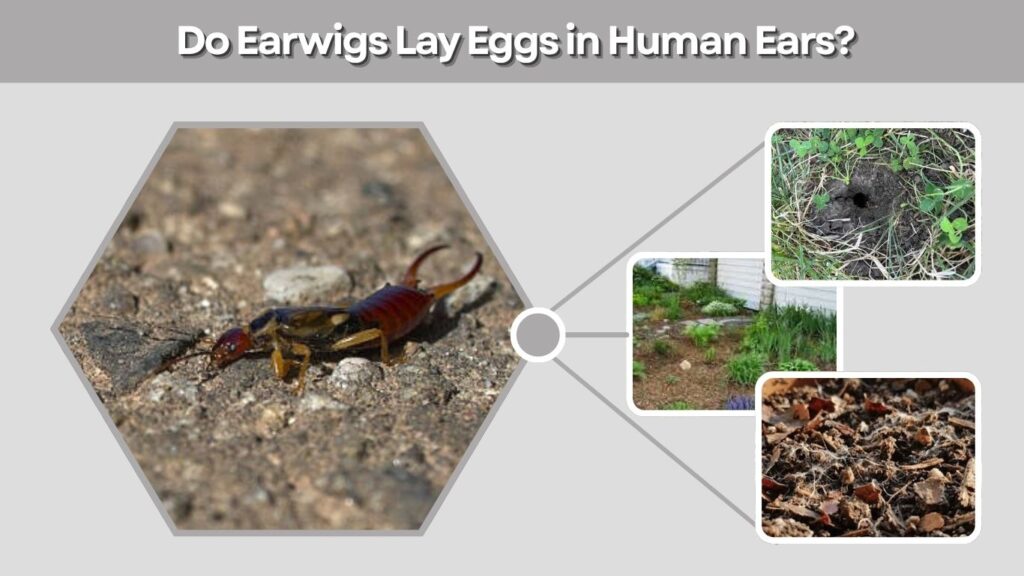 Do Earwigs Lay Eggs in Human Ears?
