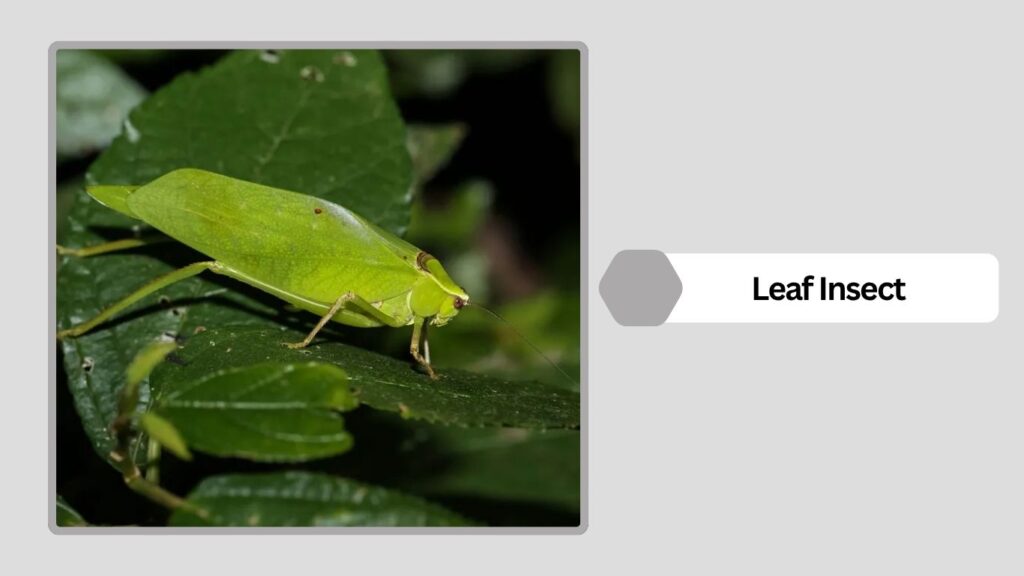Leaf Insect
