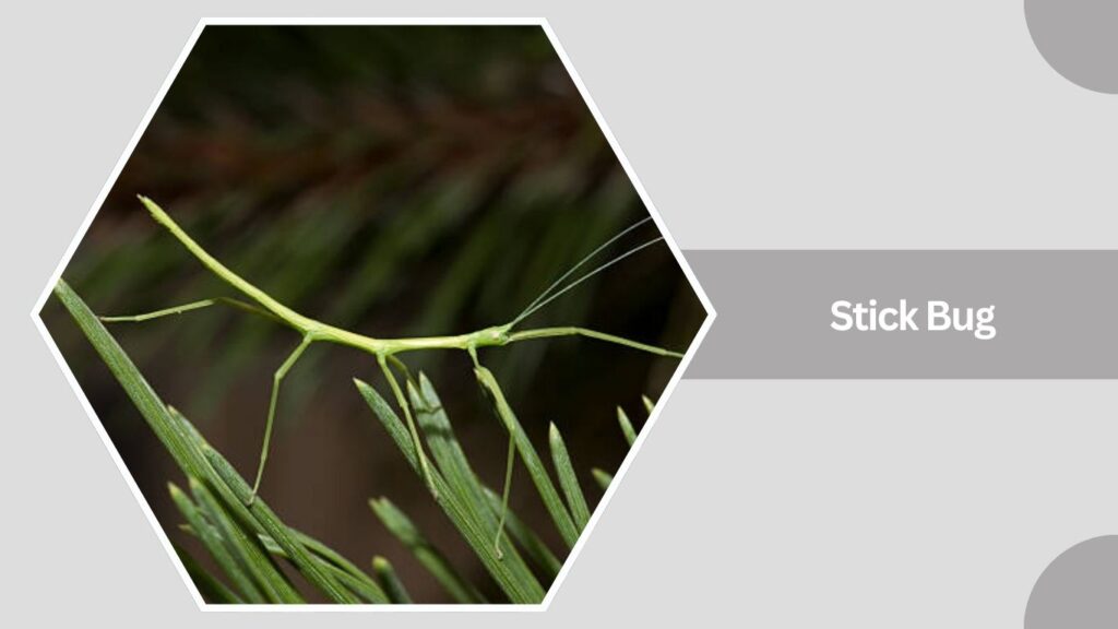 Stick Bug
