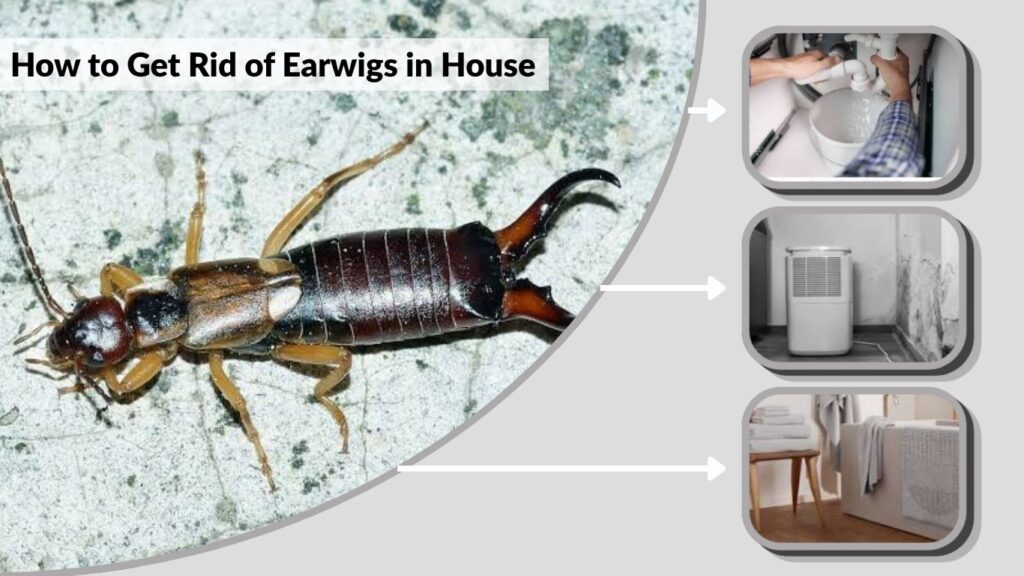 How to Get Rid of Earwigs in House