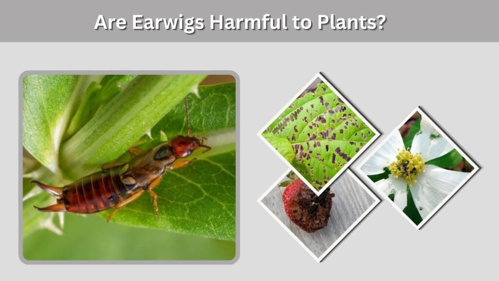 Are Earwigs Harmful to Plants?