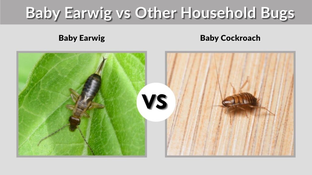 Baby Earwig vs Other Household Bugs