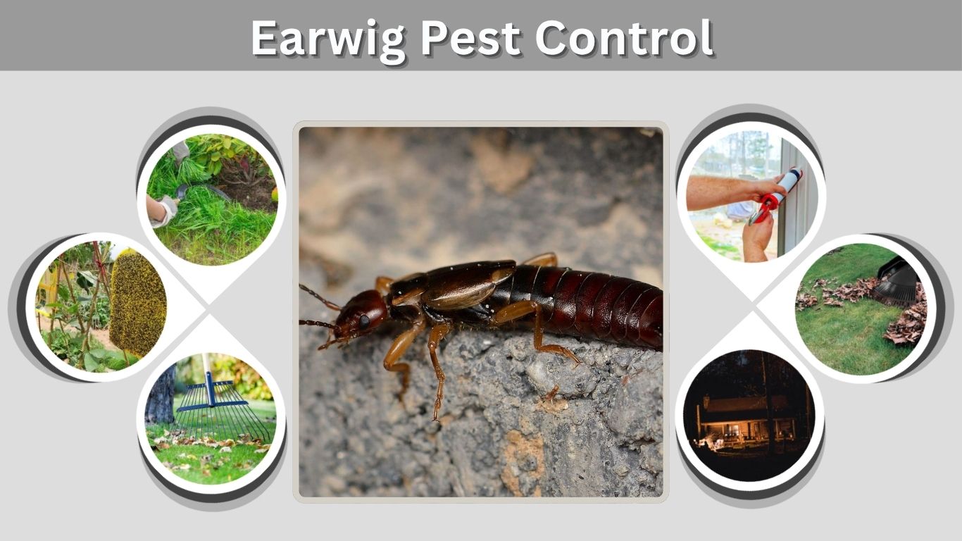 Earwig Pest Control: How to Get Rid of Earwigs