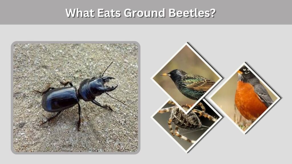 What Eats Ground Beetles?