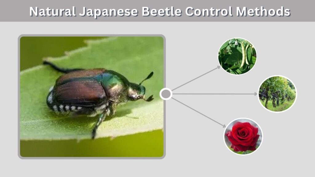 Natural Japanese Beetle Control Methods