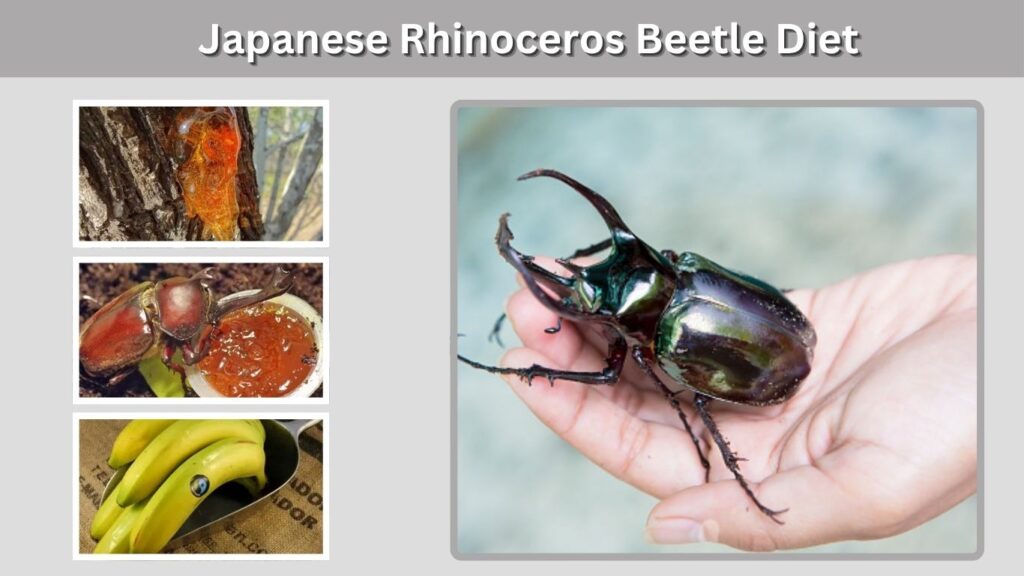 Japanese Rhinoceros Beetle Diet