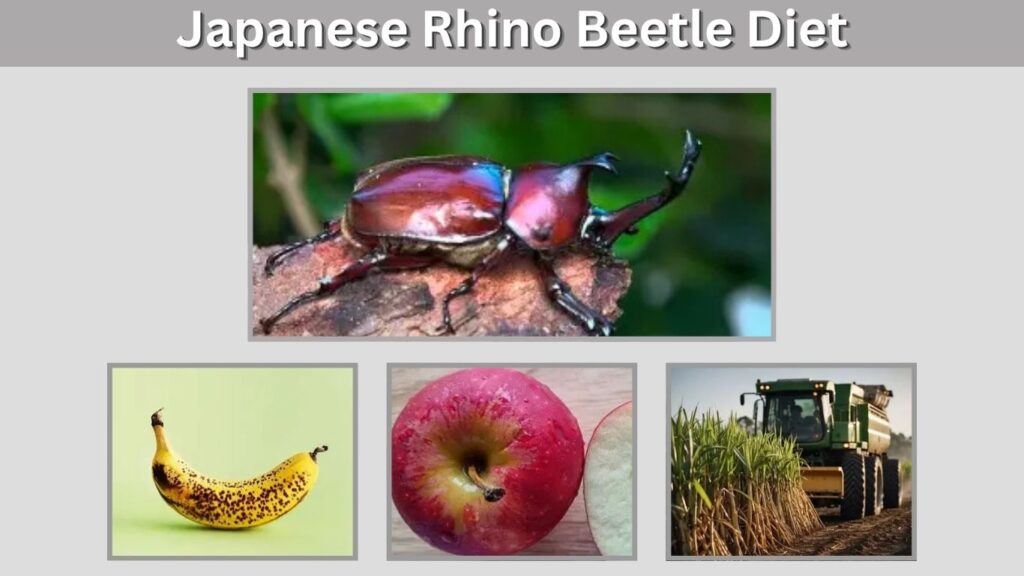 Japanese Rhino Beetle Diet