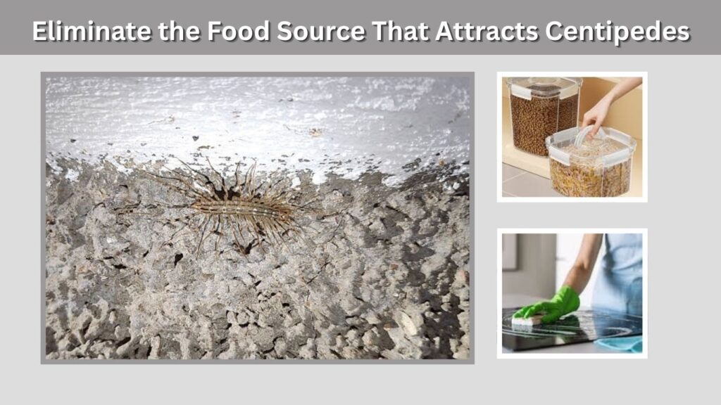 Eliminate the Food Source That Attracts Centipedes