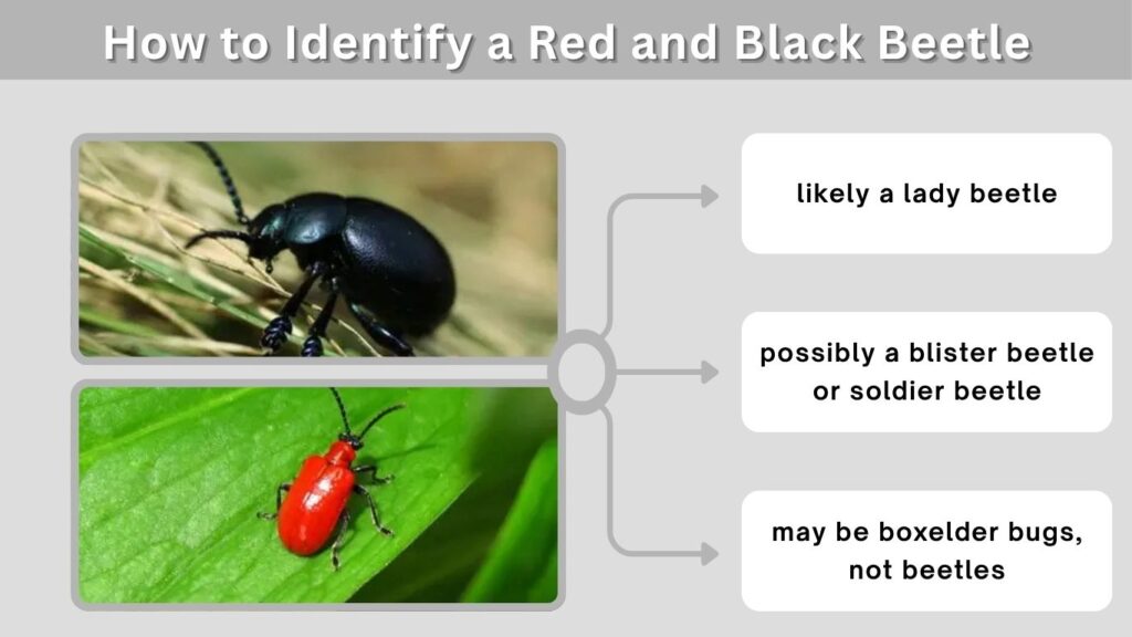 How to Identify a Red and Black Beetle